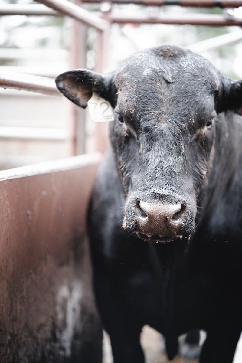 a close up of a black cow in a pen